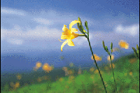���~�����̃j�b�R�E�L�X�Q