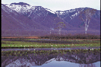 ���m��x�̃~�Y�o�V���E