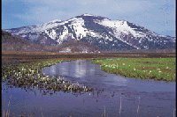 ���m��x�̃~�Y�o�V���E