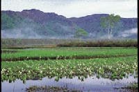 ���m��x�̃~�Y�o�V���E