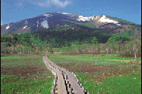 �~�Y�o�V���E�炭���������i�R�m�@�j