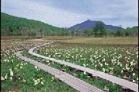 �~�Y�o�V���E�̔�������