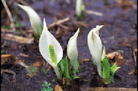 �~�Y�o�V���E�i���������j