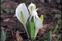 �~�Y�o�V���E�i���������j