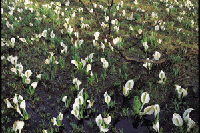 �~�Y�o�V���E�i�吴���j