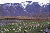 ���{�t�߂̃~�Y�o�V���E