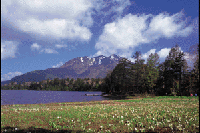 �������E���x�����̃~�Y�o�V���E