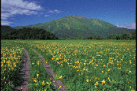 �L�X�Q�Q���̔��������i�O���`���b�s���j