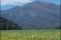 �L�X�Q�Q���̔��������i�O���`���b�s���j