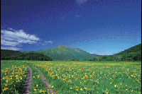 �L�X�Q�Q���̔��������i�O���`���b�s���j