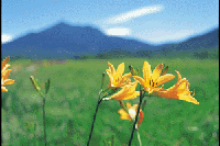 ���������̃j�b�R�E�L�X�Q