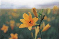 ���������̃j�b�R�E�L�X�Q