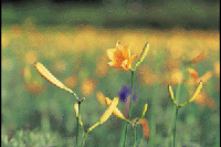 ���������̃j�b�R�E�L�X�Q