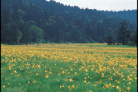 �������E��]�����̃L�X�Q��Q��