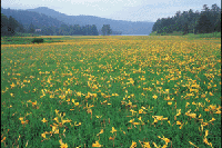 �������E��]�����̃L�X�Q��Q��