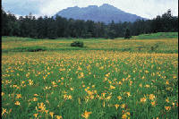 �������E��]�����̃L�X�Q��Q��