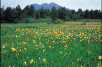 �������E��]�����̃L�X�Q��Q��