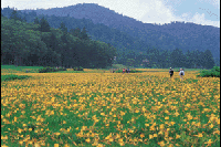 �������E��]�����̃L�X�Q��Q��