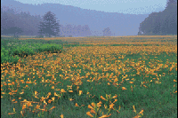 �������E��]�����̃L�X�Q��Q��