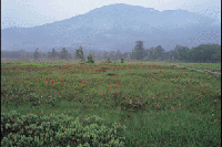 �����Q�c�c�W�炭���������i��c��j