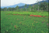 �����Q�c�c�W�炭���������i���c��j