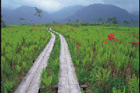 �����Q�c�c�W�炭���������i���c��j