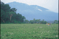 �����̃��^�X�Q�i����t�߁j