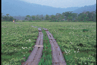 �����̃��^�X�Q�i����t�߁j