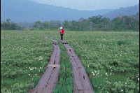 �����̃��^�X�Q�i����t�߁j