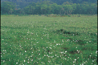 �����̃��^�X�Q�i����t�߁j