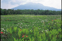 ���^�X�Q�ƃ����Q�c�c�W�i���{�`���b�s���j