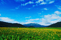 ���������̃j�b�R�E�L�X�Q