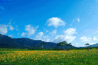 ���������̃j�b�R�E�L�X�Q