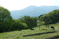 �O����