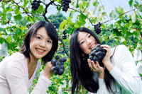 �񋏂̂Ԃǂ�